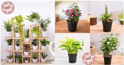 NurseryLive Free Plant Offer Loot